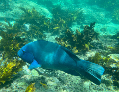 Coral-Reef